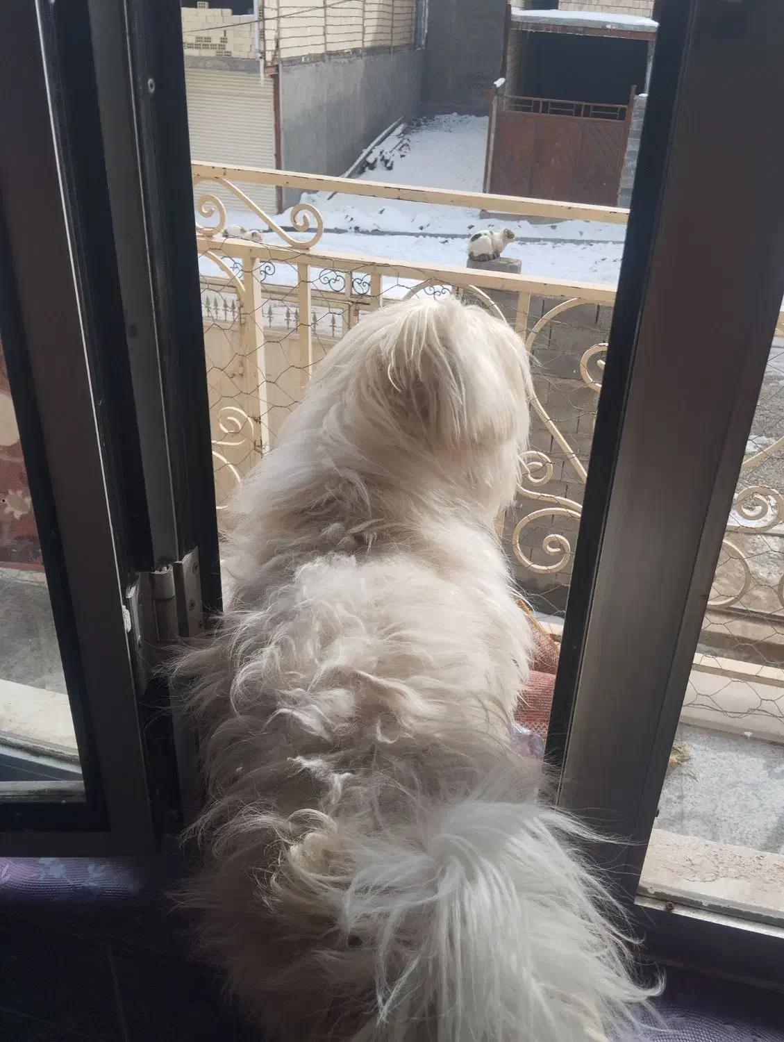 سگ خانگی|سگ|نورآباد, |دیوار