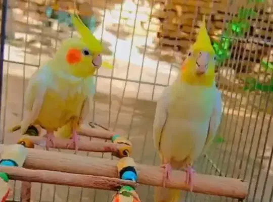 عروس هلندی|پرنده|بجنورد, |دیوار