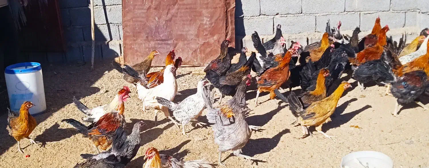 فروش ۵۰ عدد مرغ و خروس به صورت یکجا|حیوانات مزرعه|یزد, |دیوار