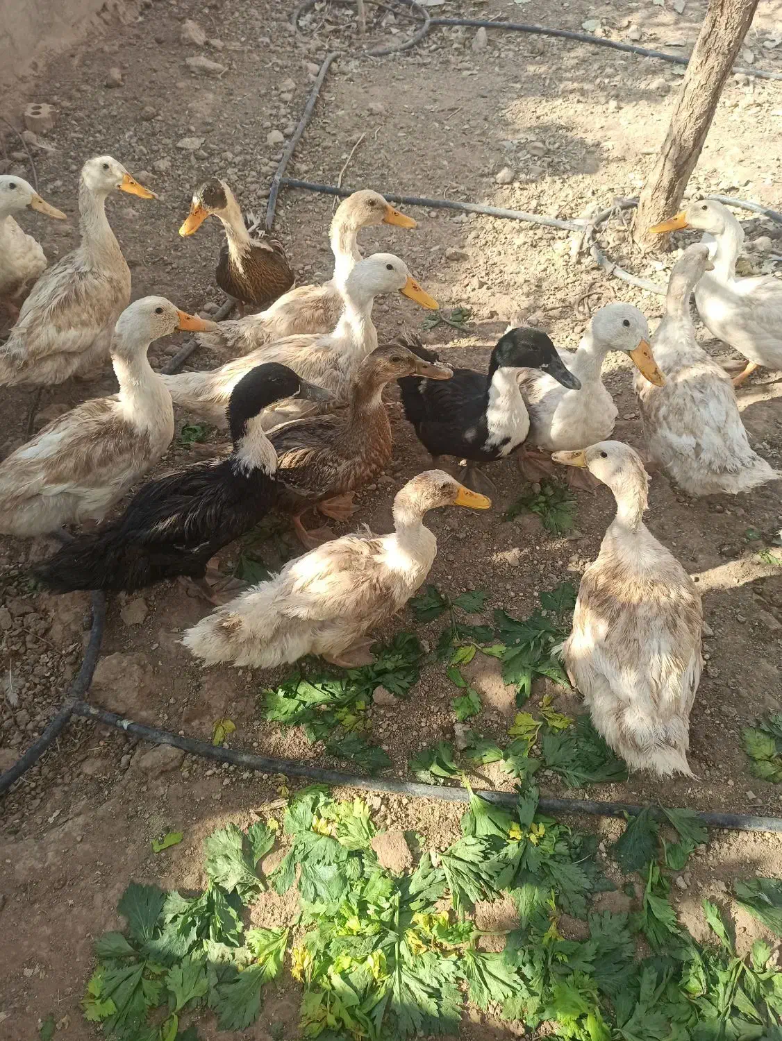 مرغابی|حیوانات مزرعه|اشکذر, |دیوار