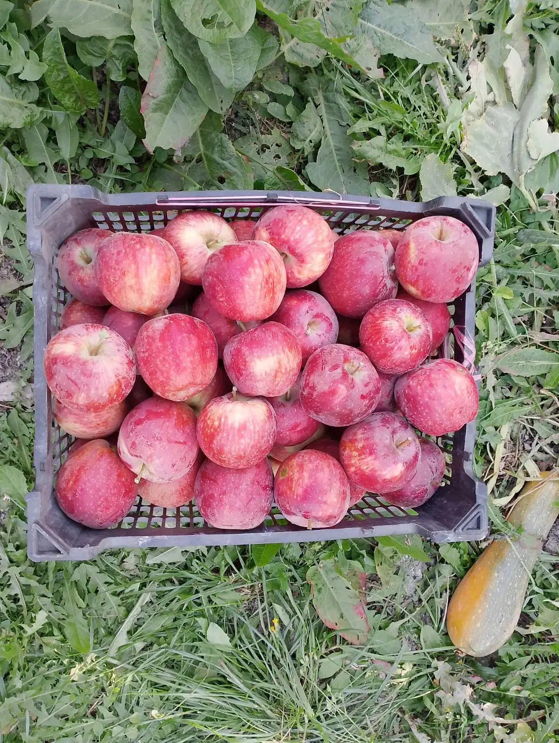 سیب درختی قرمزخوش رنگ به فروش میرسد|خدمات باغبانی و درختکاری|گلبهار, شهر جدید گلبهار|دیوار