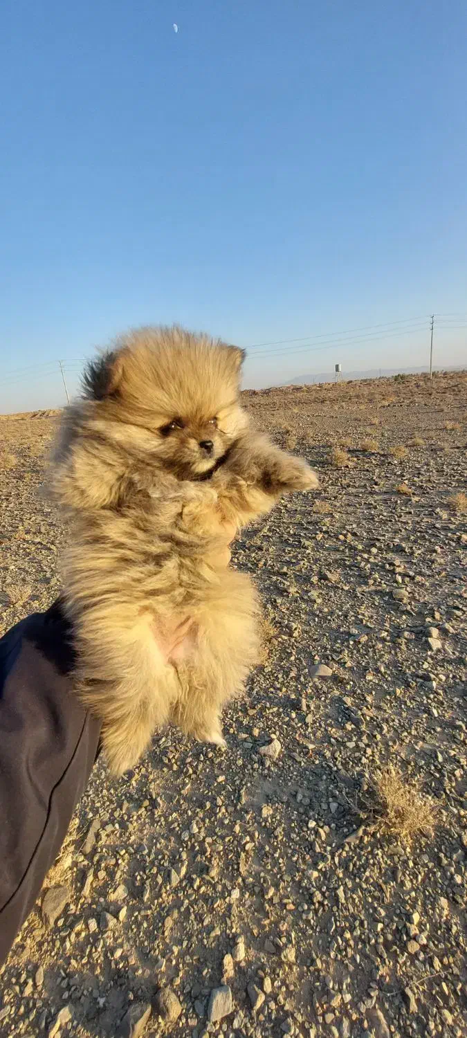 واگذاری دو توله سگ پامرانین اصیل|سگ|خلیل آباد, |دیوار