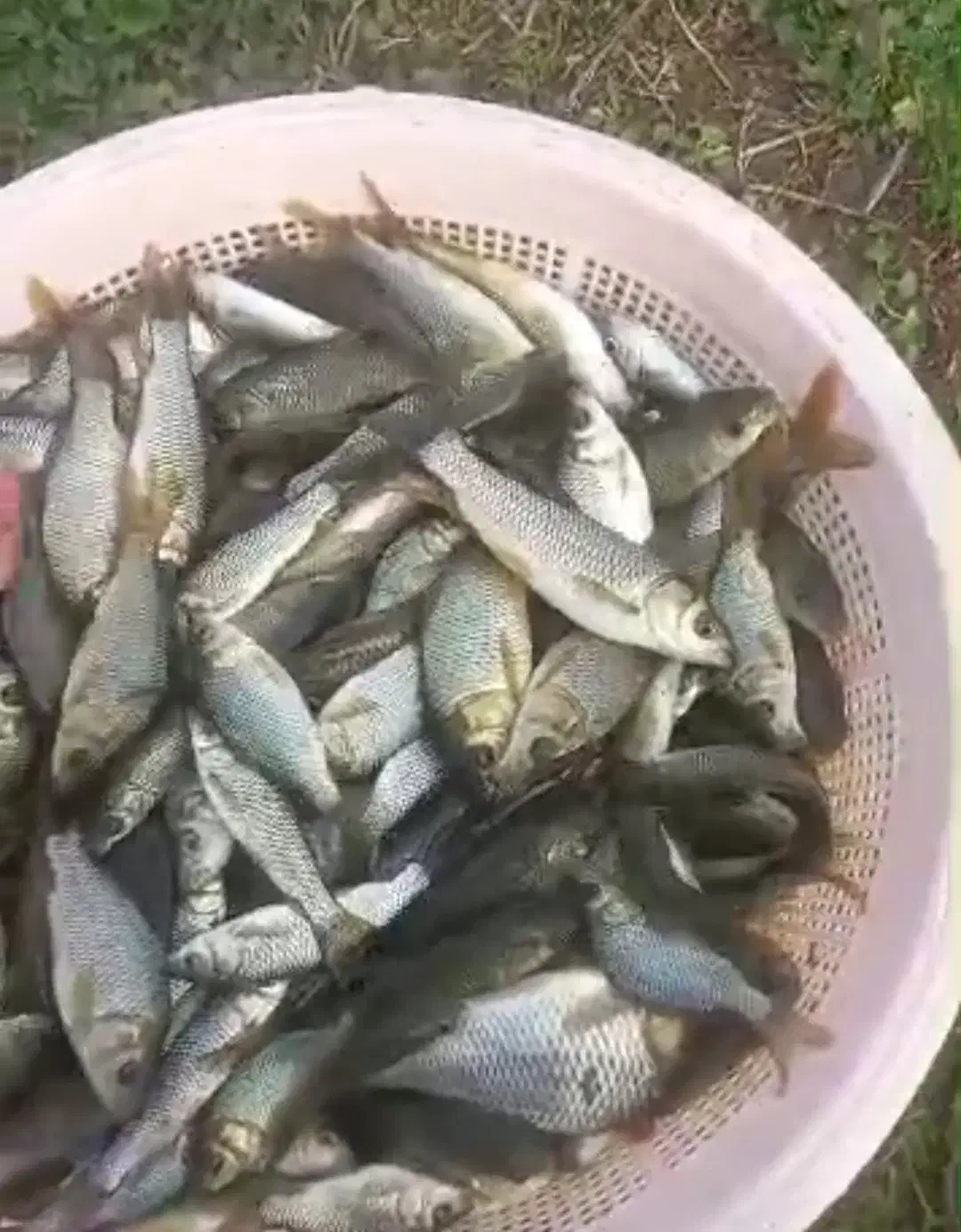 انواع بچه ماهی گرمابی|ماهی|آمل, |دیوار