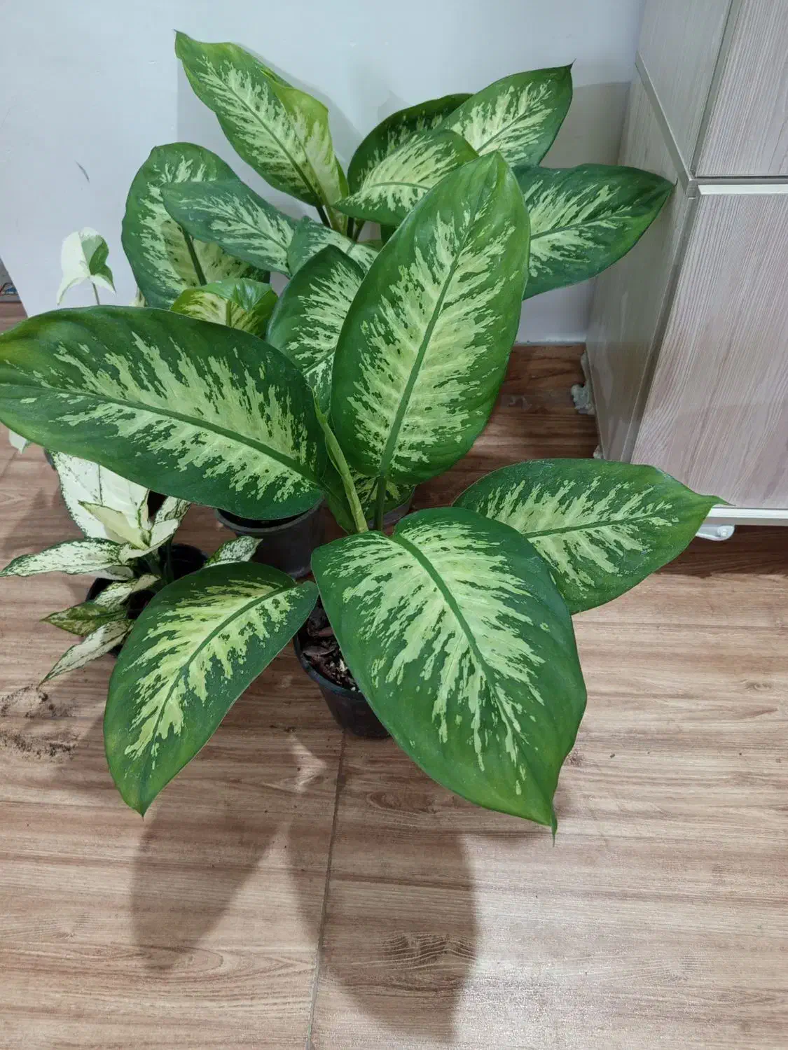 گل آپارتمانی|گل و گیاه طبیعی|رشت, پل تالشان|دیوار