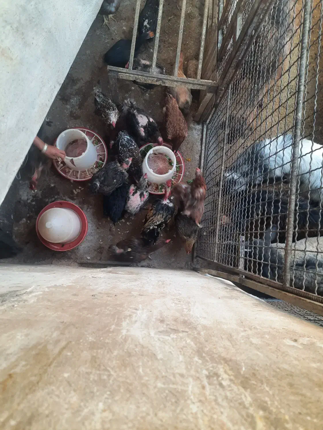 مرغ و خروس محلی|حیوانات مزرعه|سیوان, |دیوار