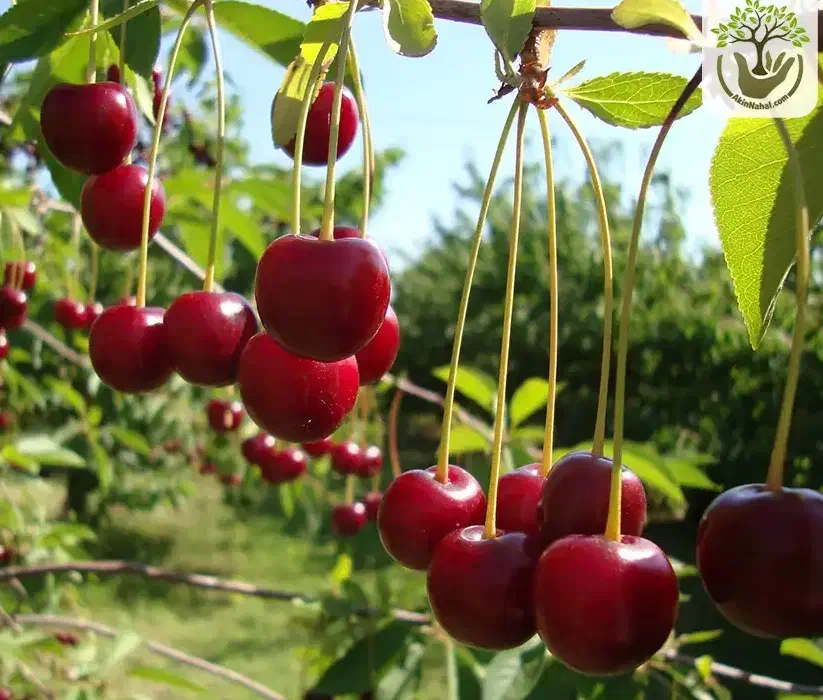 فروش نهال اصلاح شده|خدمات باغبانی و درختکاری|تهران, خرمشهر|دیوار