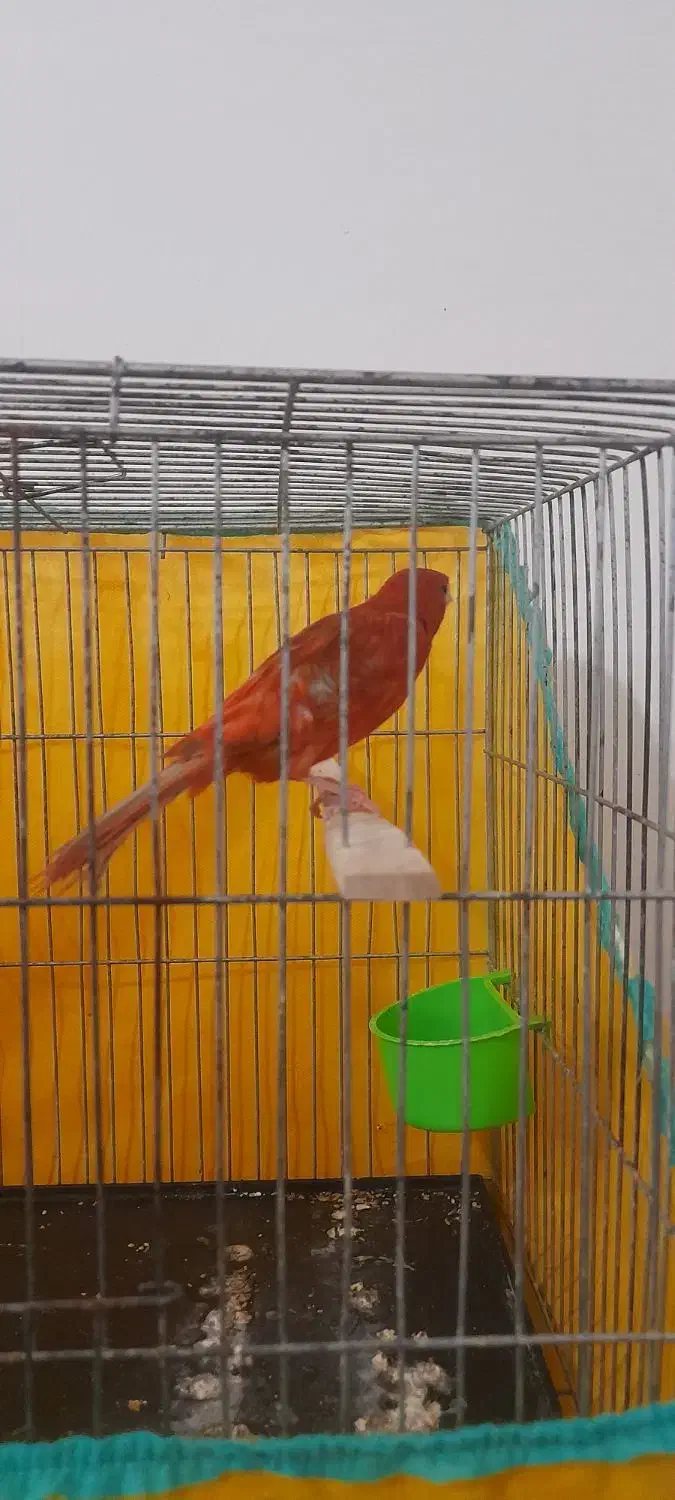 قناری|پرنده|بروجرد, |دیوار