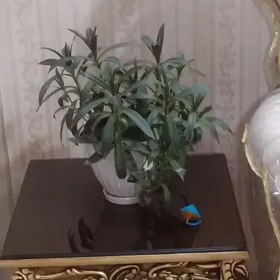 گل طبیعی|گل و گیاه طبیعی|نیشابور, دارایی|دیوار