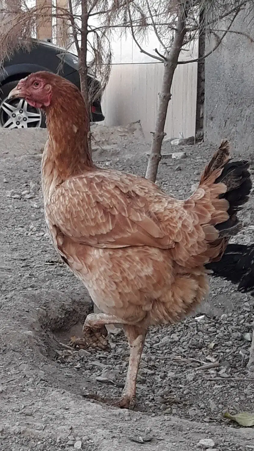 مرغ لاری معاوضه با غاز ،طاقچه، خروس|حیوانات مزرعه|مشهد, چاهشک|دیوار