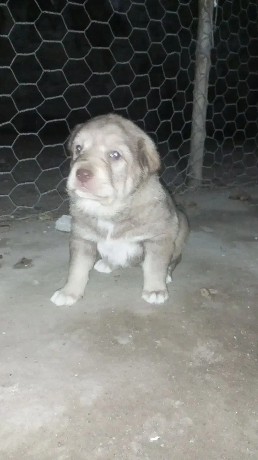 توله پژدر|سگ|قصابه, |دیوار