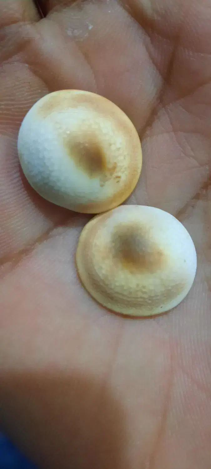 مهره اصل|جواهرات|تهران, افسریه شمالی|دیوار