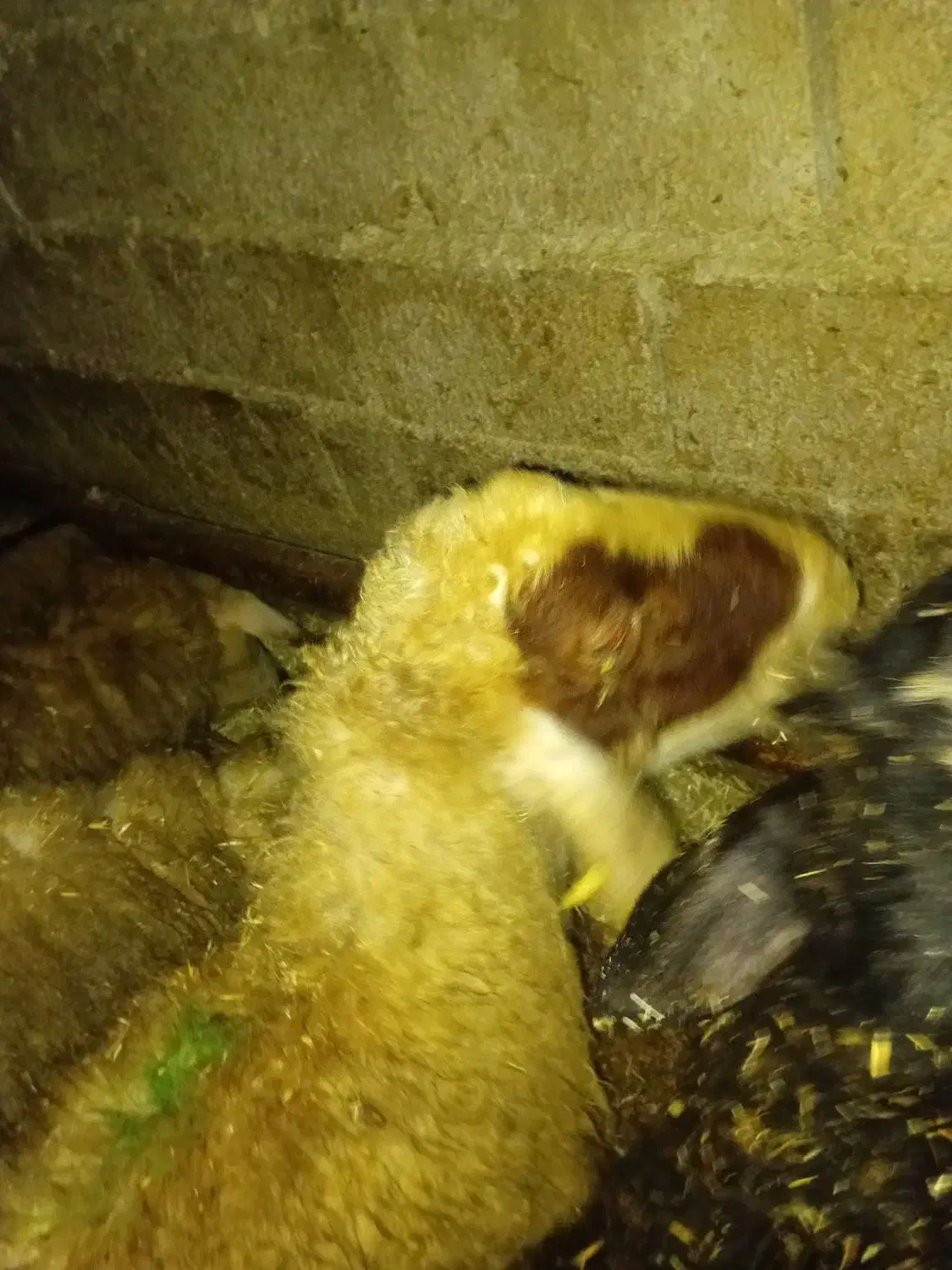 دو مر لات|حیوانات مزرعه|مریوان, |دیوار