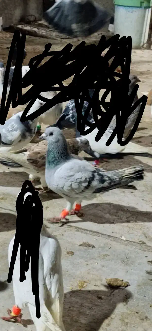 سبز شامی|حیوانات|سبزوار, امیریه|دیوار