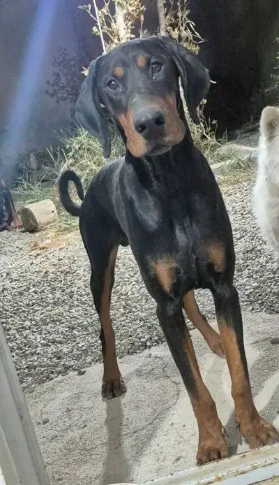 دوبرمن اروپایی نر پوست چرمی|سگ|تهران, تجریش|دیوار