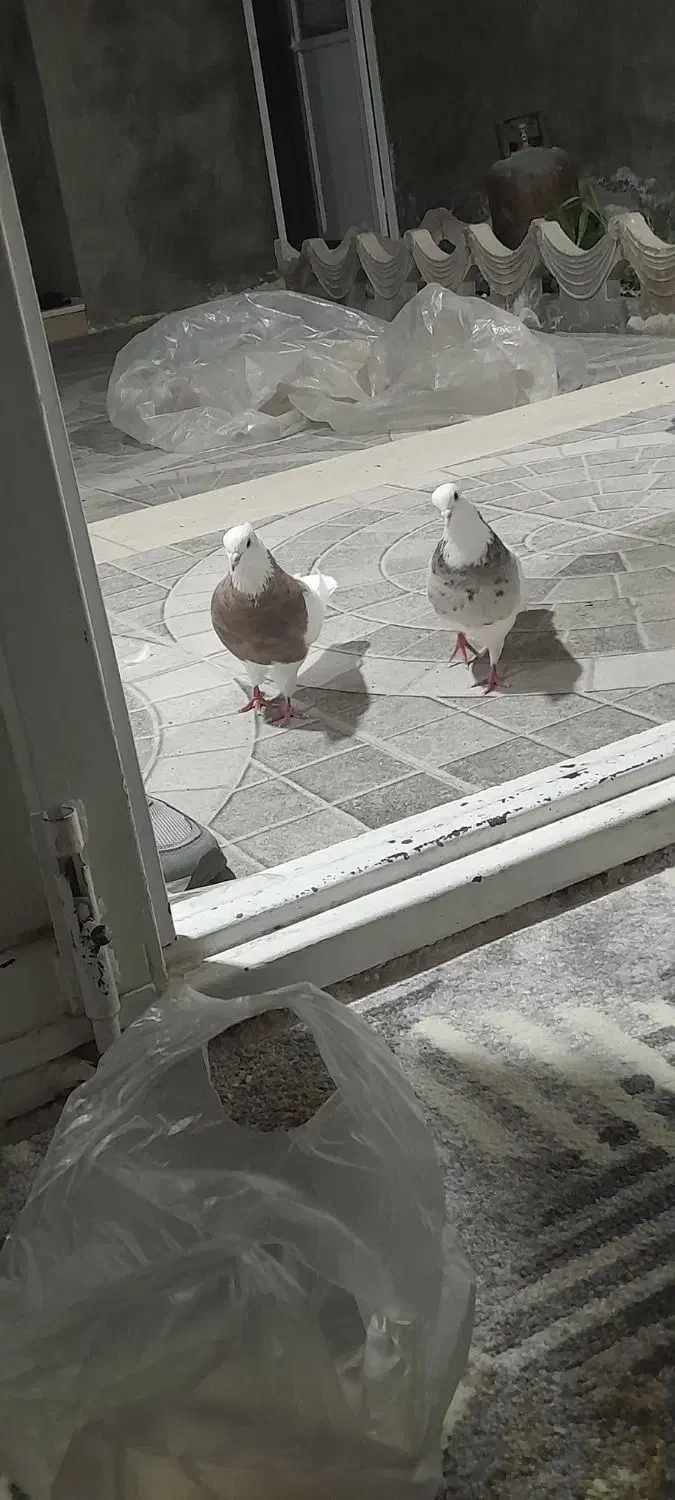 جفت طوقی|پرنده|جیرفت, |دیوار