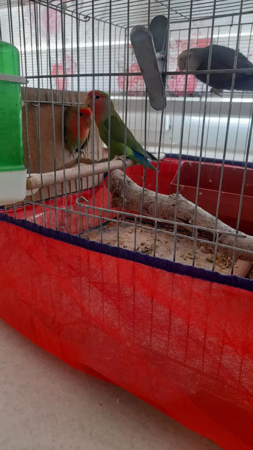 طوطی برزیلی|پرنده|همدان, |دیوار