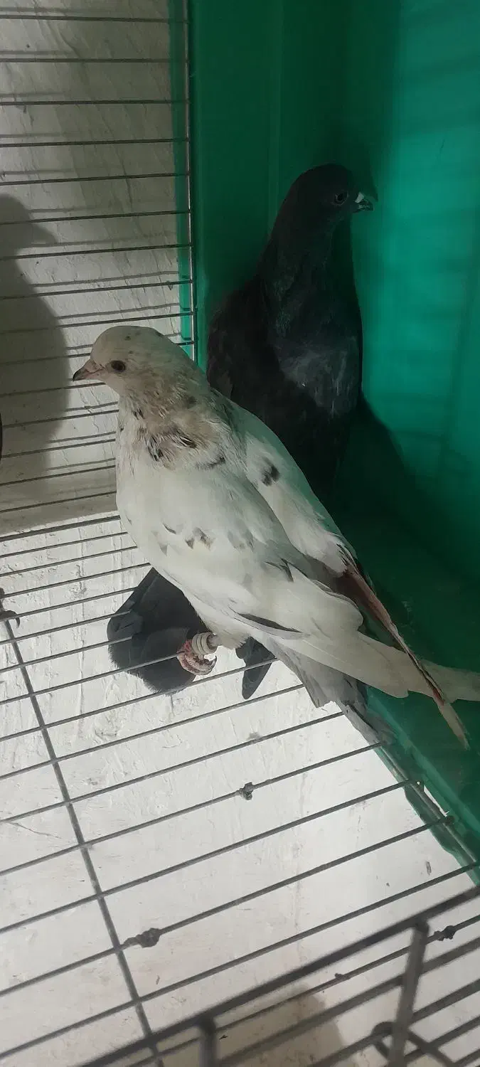 کبوتر|پرنده|محمدشهر, جعفرآباد|دیوار