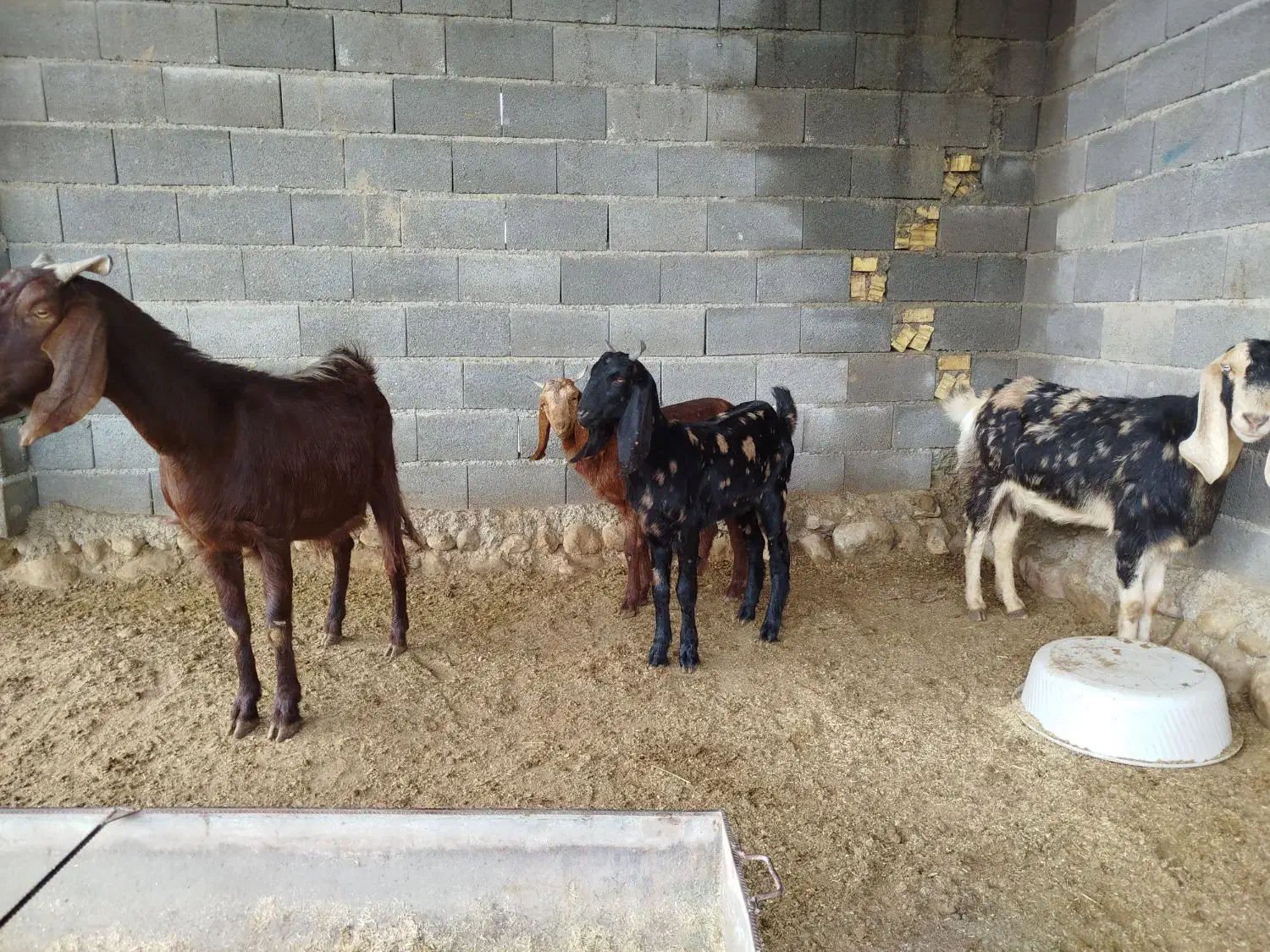 بز بزغاله دار پاکستانی|حیوانات مزرعه|گنبد کاووس, |دیوار