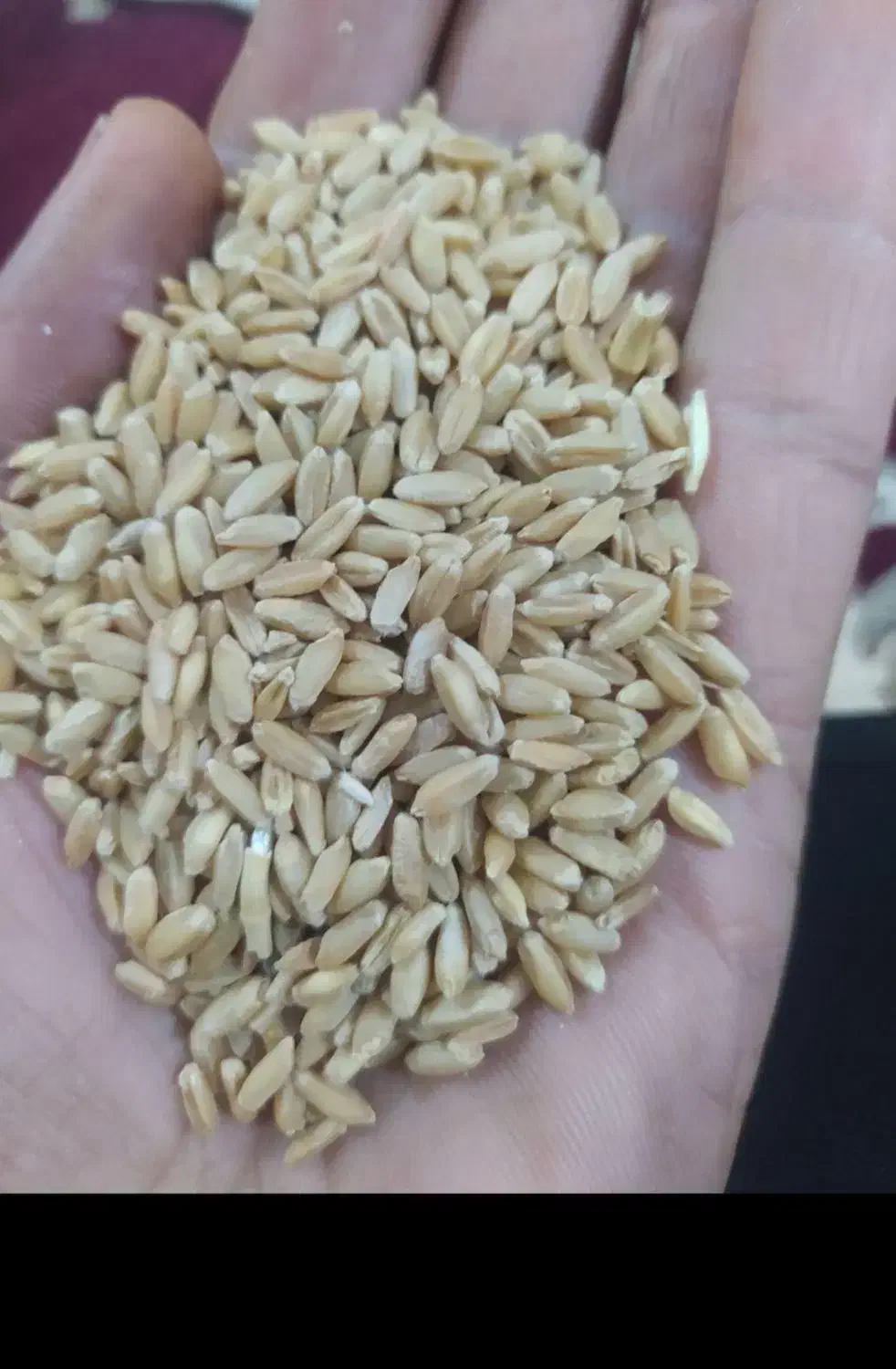 گندم سفید درجه یک آذر 2وگندم ابی 3چهار تن|خدمات باغبانی و درختکاری|کوهدشت, |دیوار