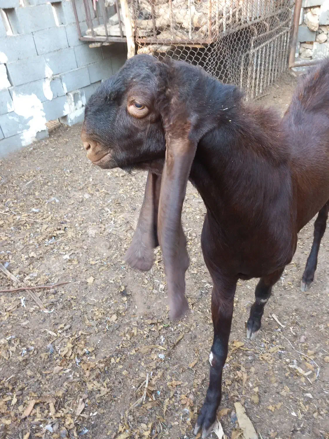 کاموری|حیوانات مزرعه|بندر کنگان, |دیوار