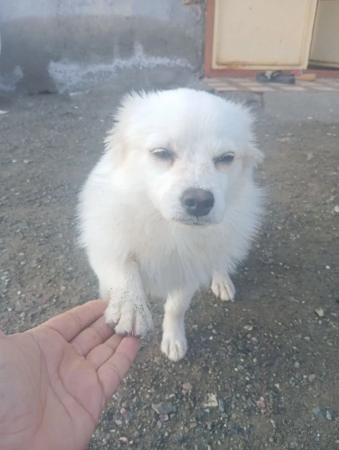 فروش|سگ|رودان, |دیوار