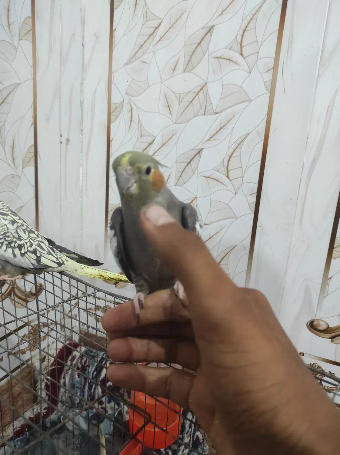 123|پرنده|کارون, |دیوار