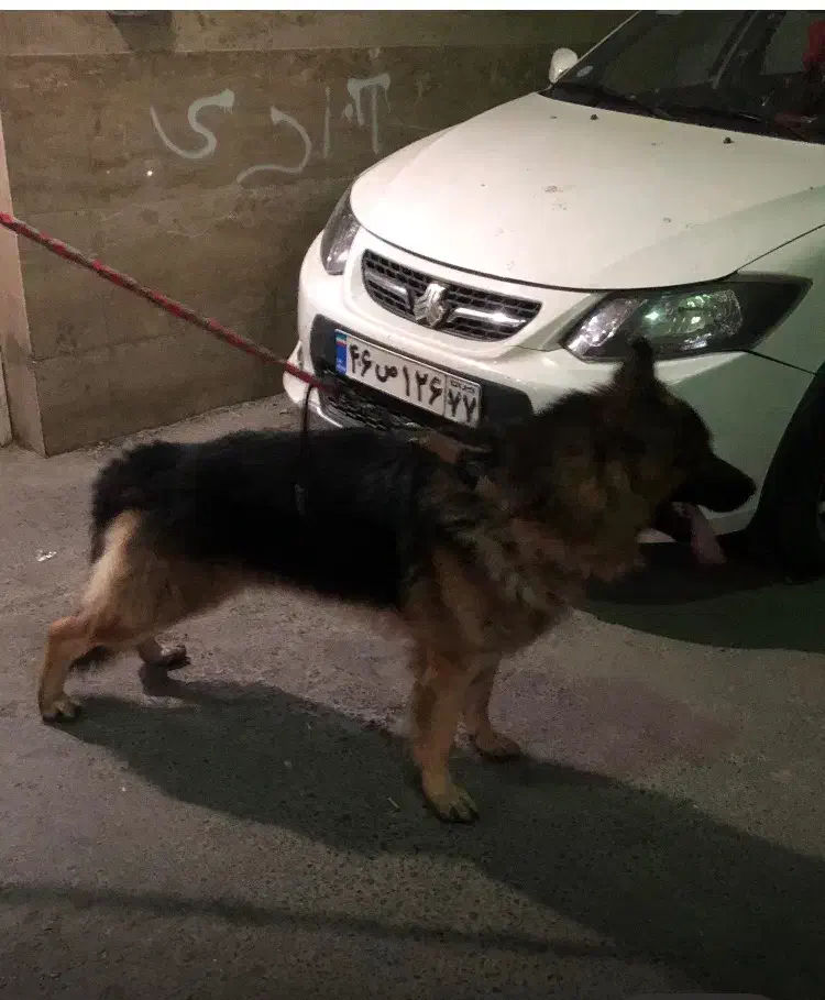 سگ ژرمن کینگ سایز|سگ|فردیس, منظریه|دیوار