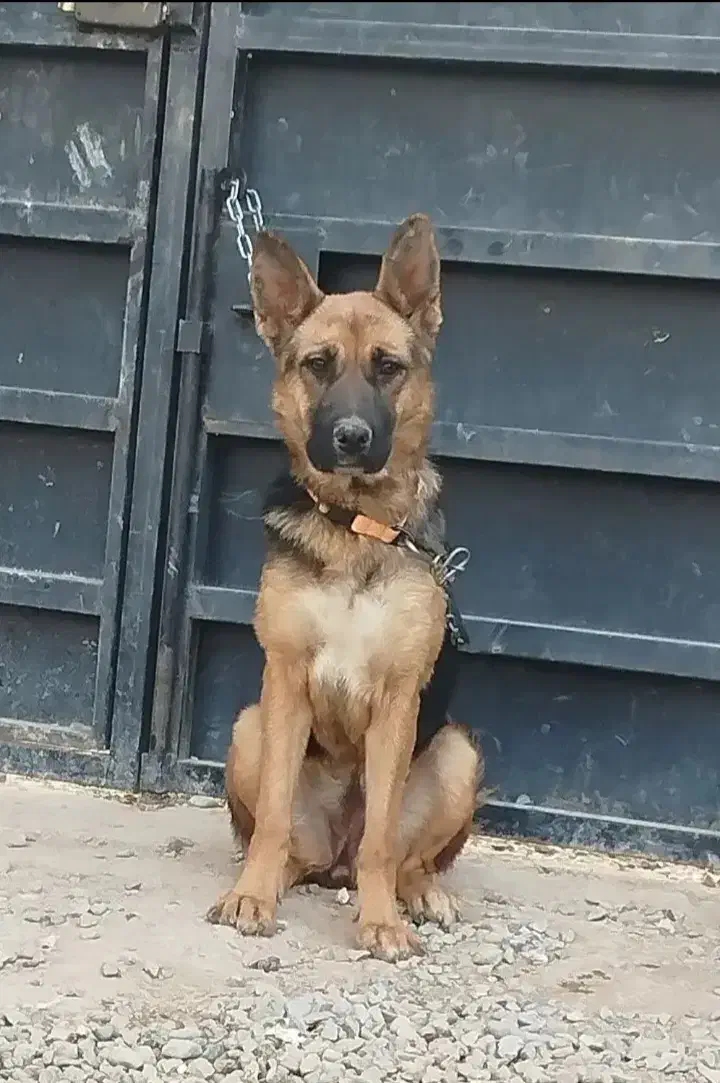 واگذاری سگ گرگی نگهبان|سگ|ملایر, |دیوار