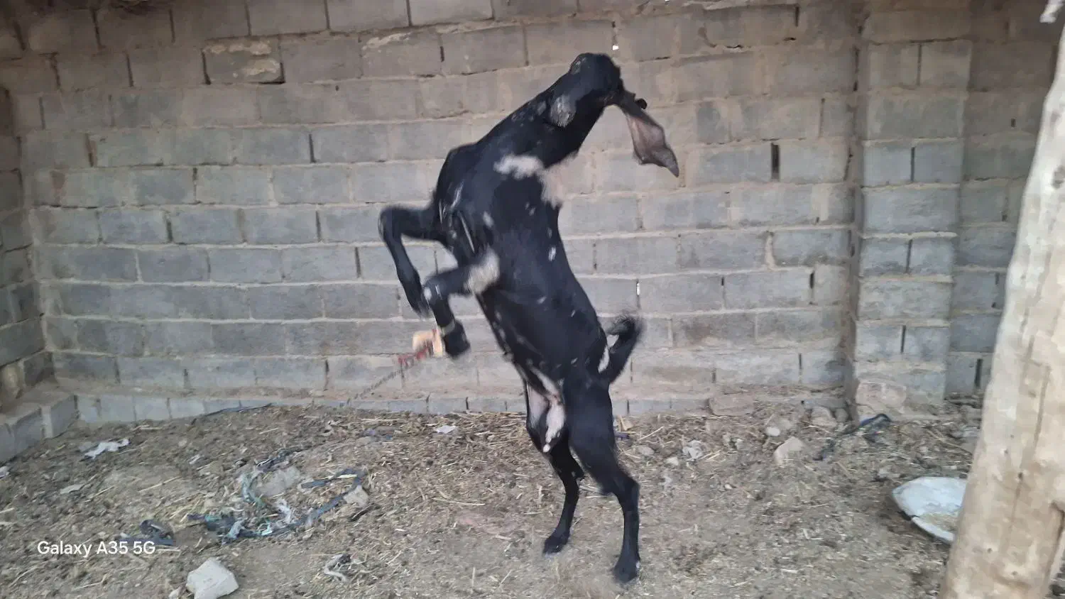 مری اصل|حیوانات مزرعه|هیرمند, |دیوار