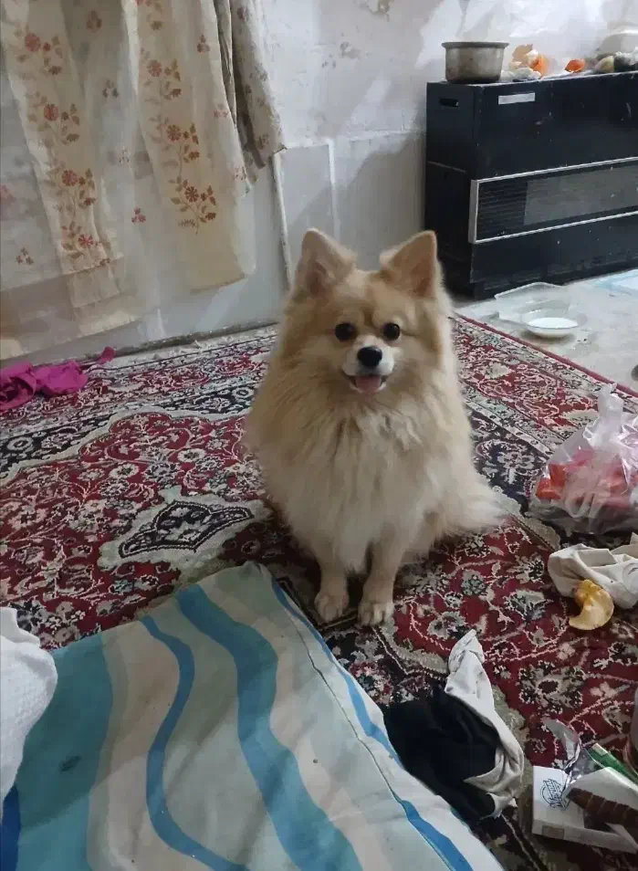 سگ پانامرا|سگ|جوین, |دیوار