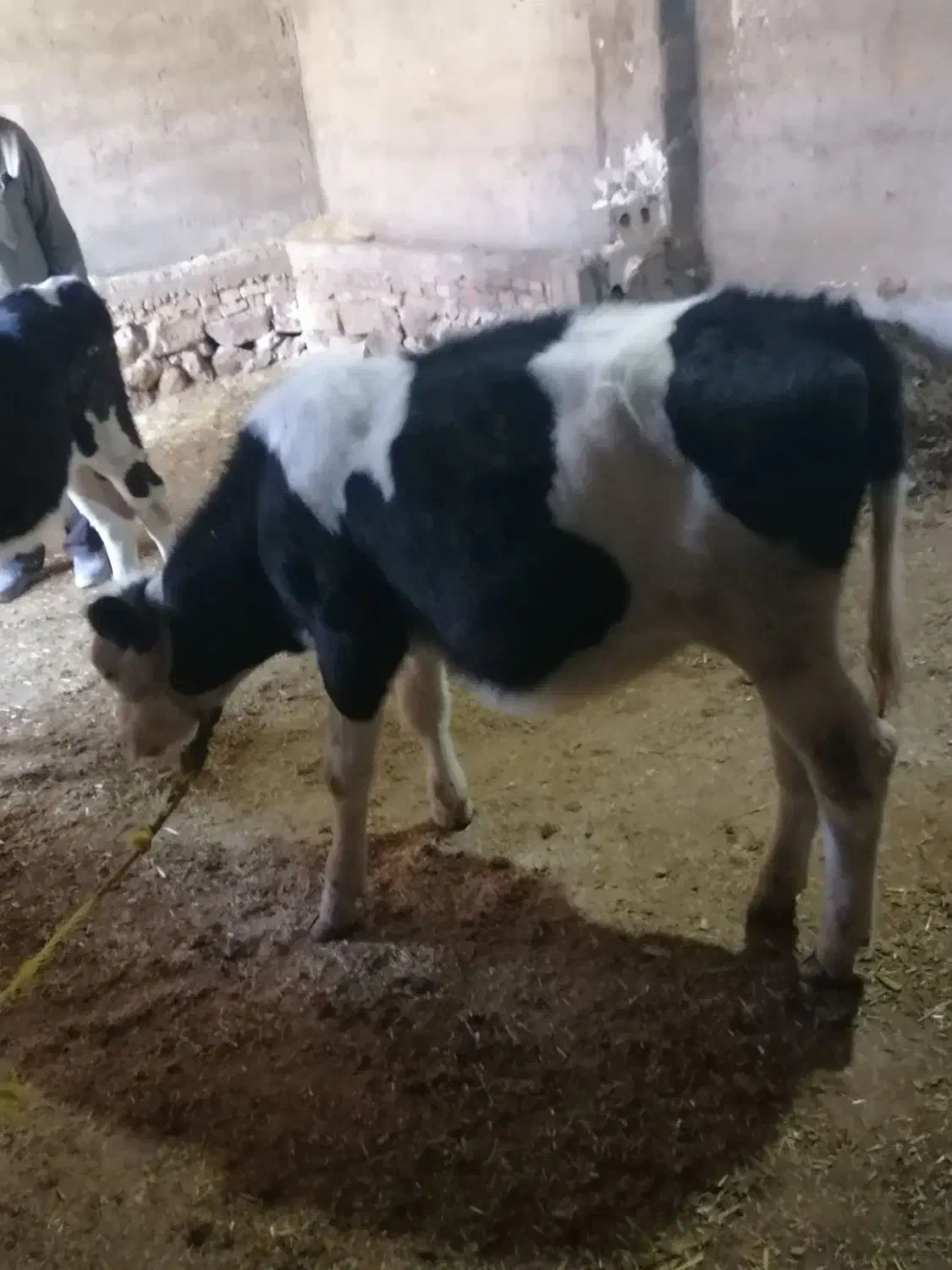 گوساله سمینتال|حیوانات مزرعه|کیار, |دیوار