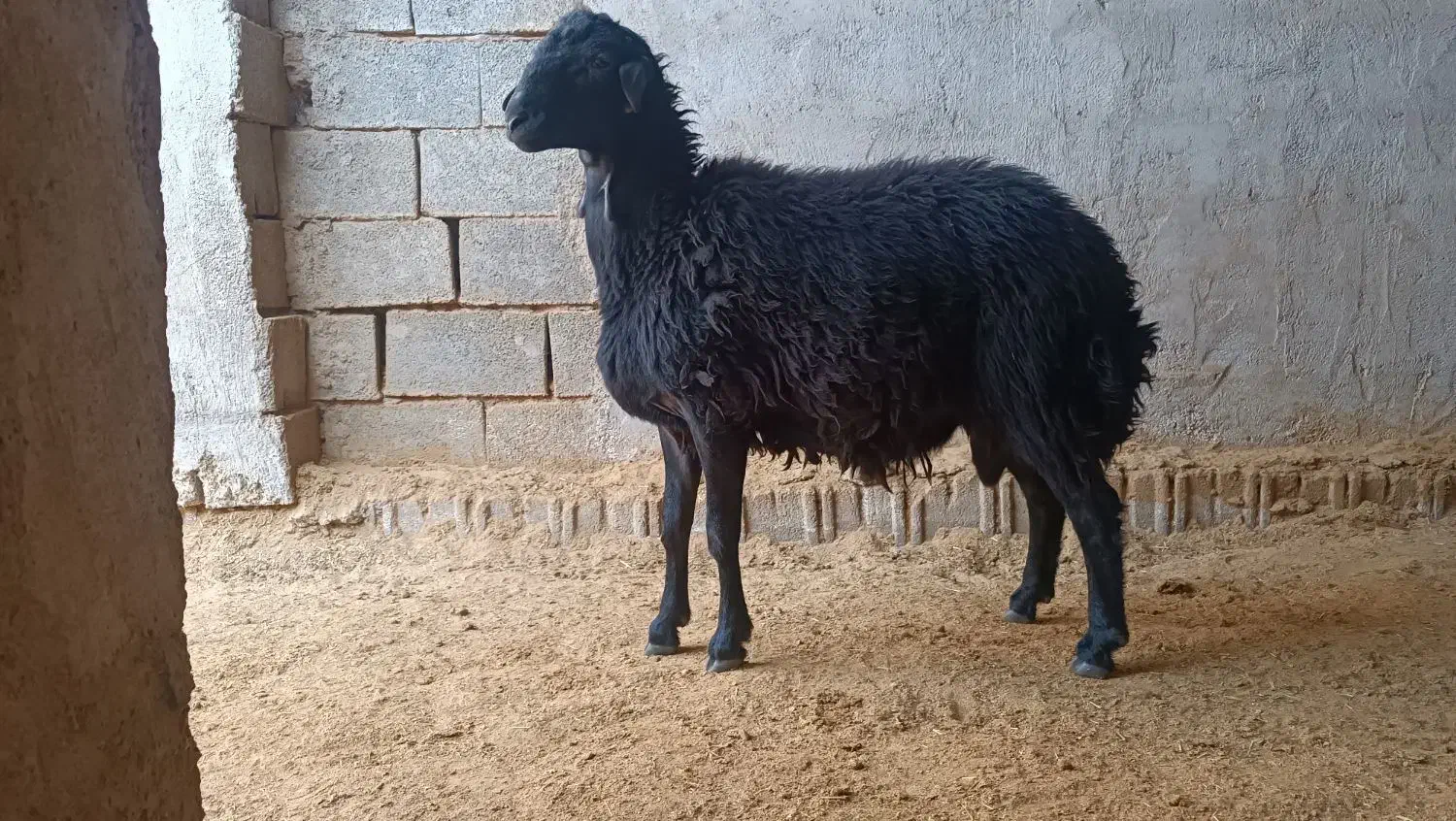 فروش فوری یک راس بره قوچ همو قره قزل|حیوانات مزرعه|بادرود, |دیوار