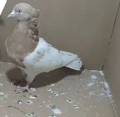 کفتر|پرنده|بیرانوند, |دیوار