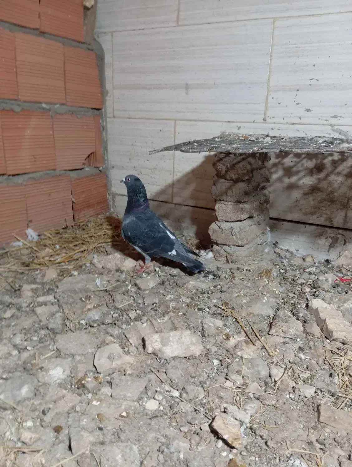 کبوتر|پرنده|گنبد کاووس, |دیوار