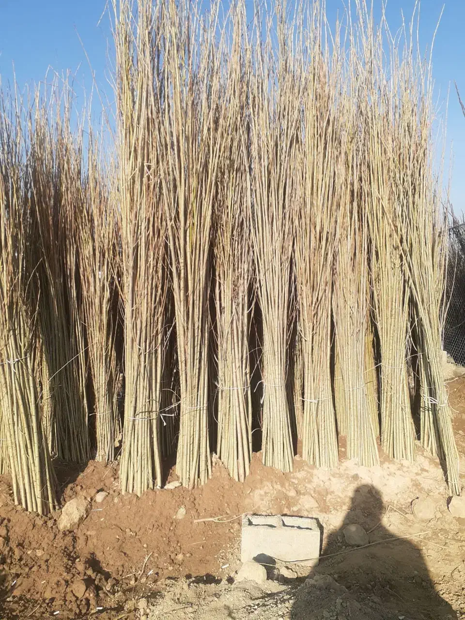 صنوبر نماد سرسبزی و پایداری در طبیعت|خدمات باغبانی و درختکاری|رشت, منظریه|دیوار