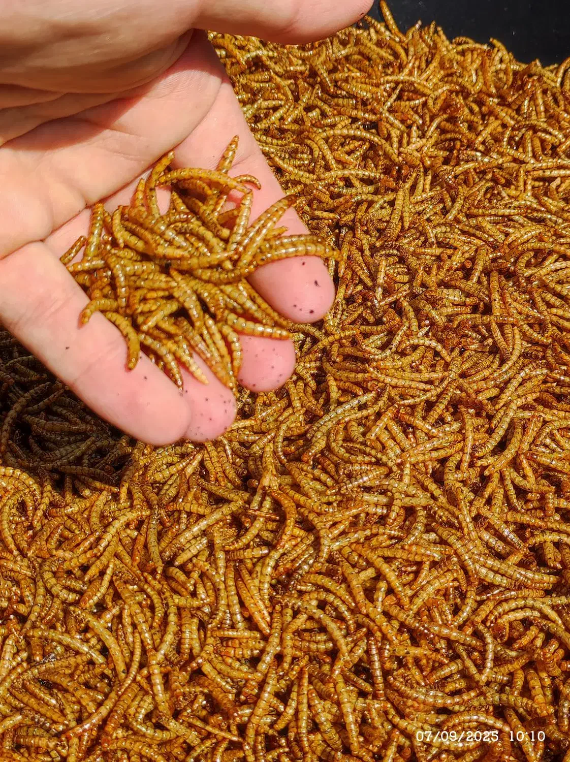 میلورم خشک|خزنده|مشهد, پنجتن|دیوار