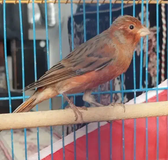 قناری سرخ نر|پرنده|مشهد مرغاب, |دیوار