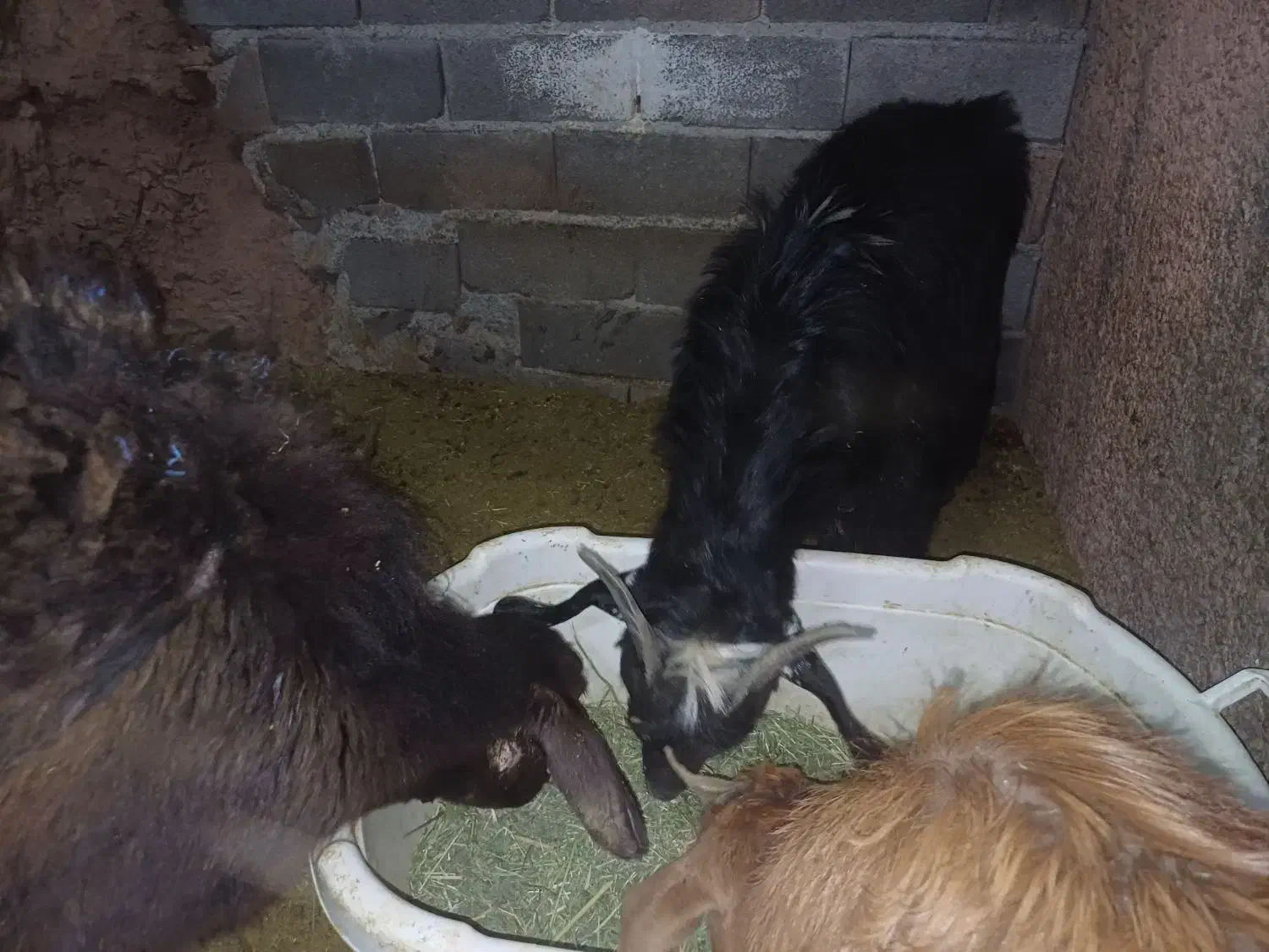 بره و بز|حیوانات مزرعه|کیلان, |دیوار