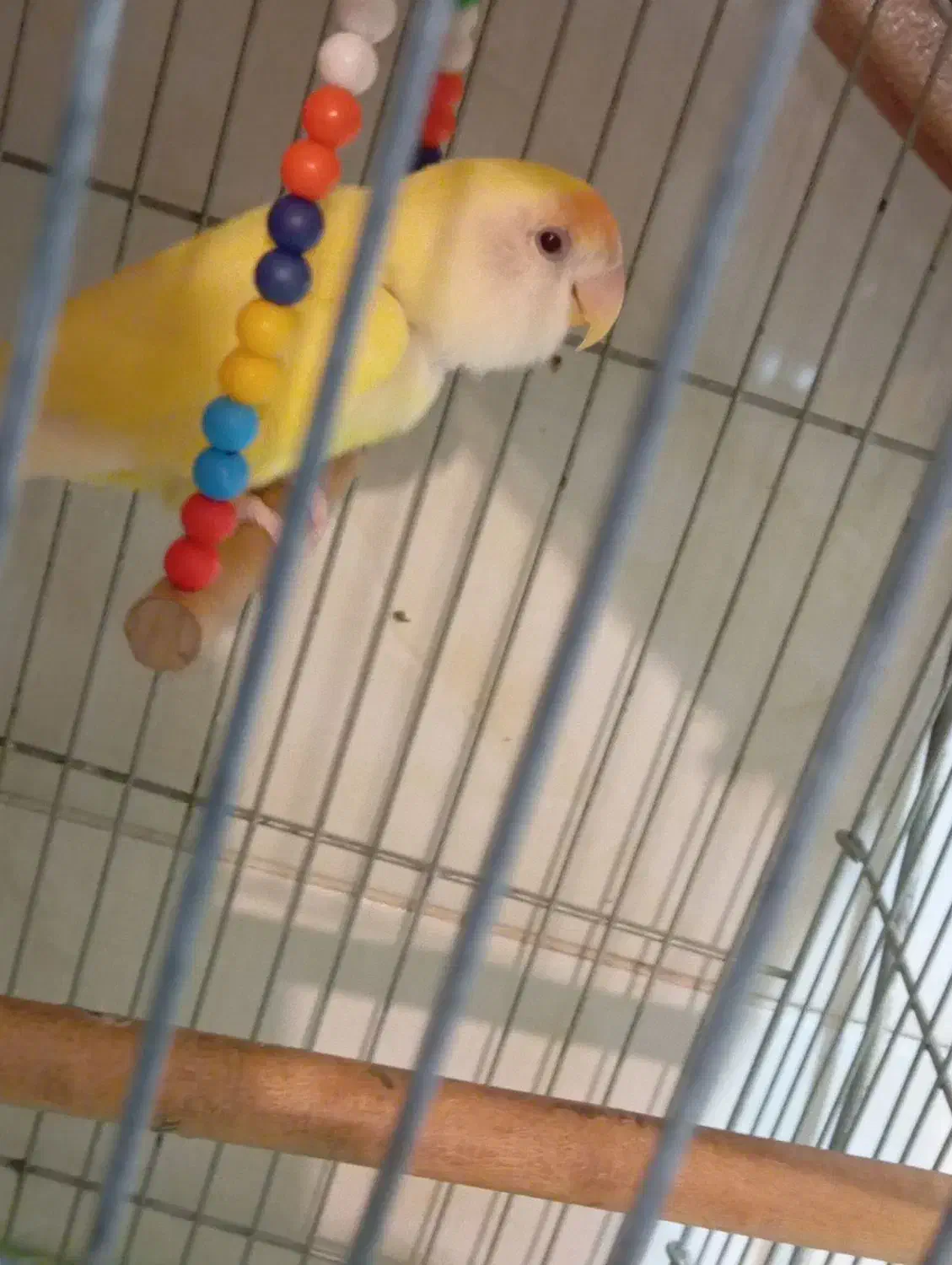 پرنده|پرنده|بندر انزلی, کلیور|دیوار