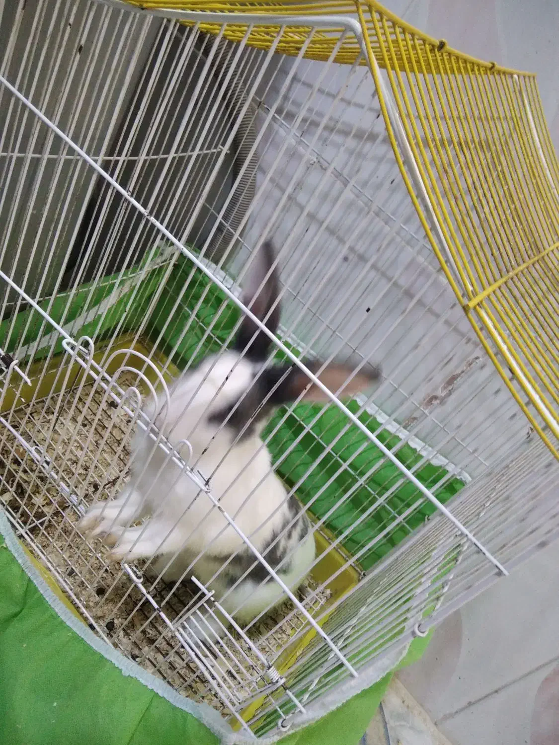 خرگوش بالغ|موش و خرگوش|نیشابور, شهرک رسولی|دیوار