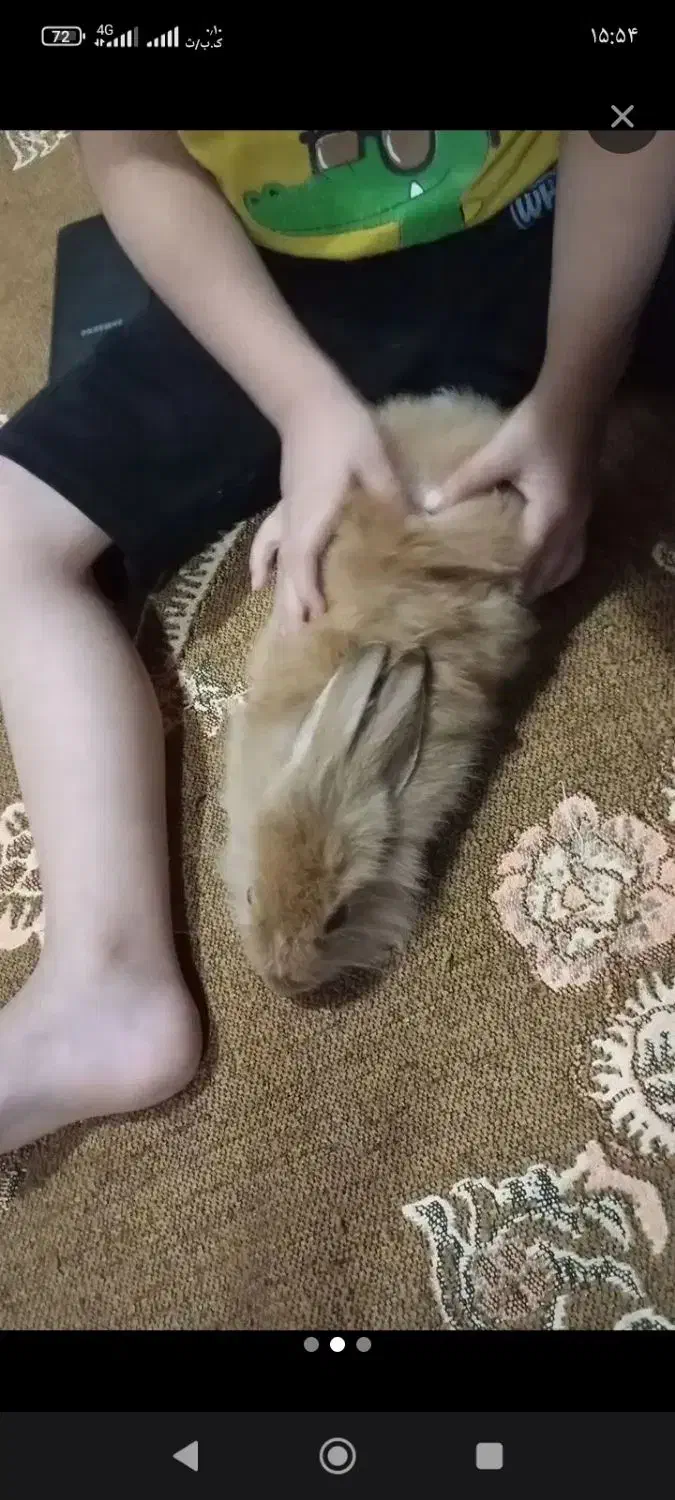 خرگوش لوپی|موش و خرگوش|تربتحیدریه, کوی شهید احمدزاده ملکی|دیوار