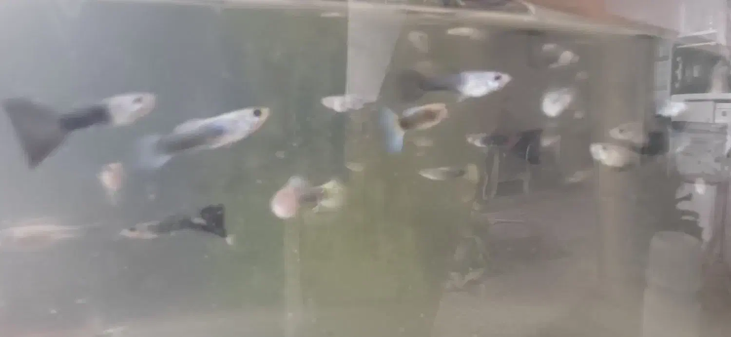 گوپی سرحال|ماهی|فردیس, سرحد آباد|دیوار