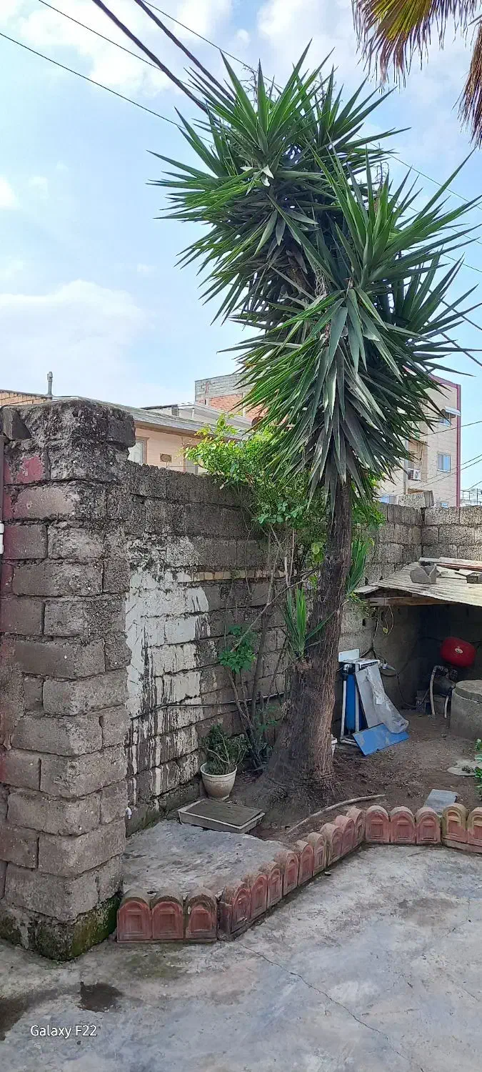 بآغبانی و درختکاری فضای سبز|گل و گیاه طبیعی|فریدونکنار, |دیوار