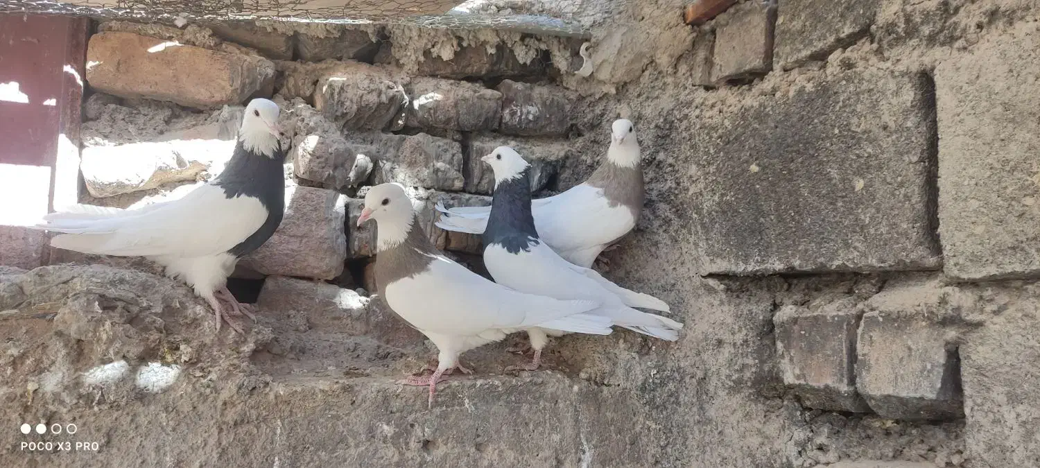 تعدادی طوق سیاه و سرکه ای|پرنده|کوهبنان, |دیوار