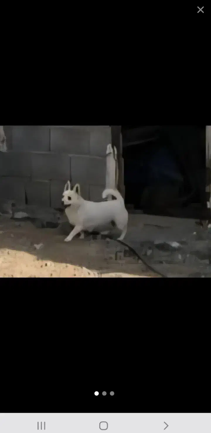 پاکوتاه ماده|سگ|اردبیل, |دیوار