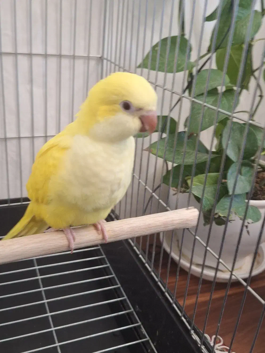 طوطی راهب نرم خور رام سهره|پرنده|تهران, تهرانسر غربی|دیوار