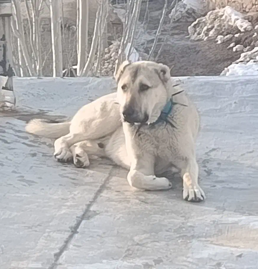 توله 11 ماه|سگ|دیواندره, |دیوار