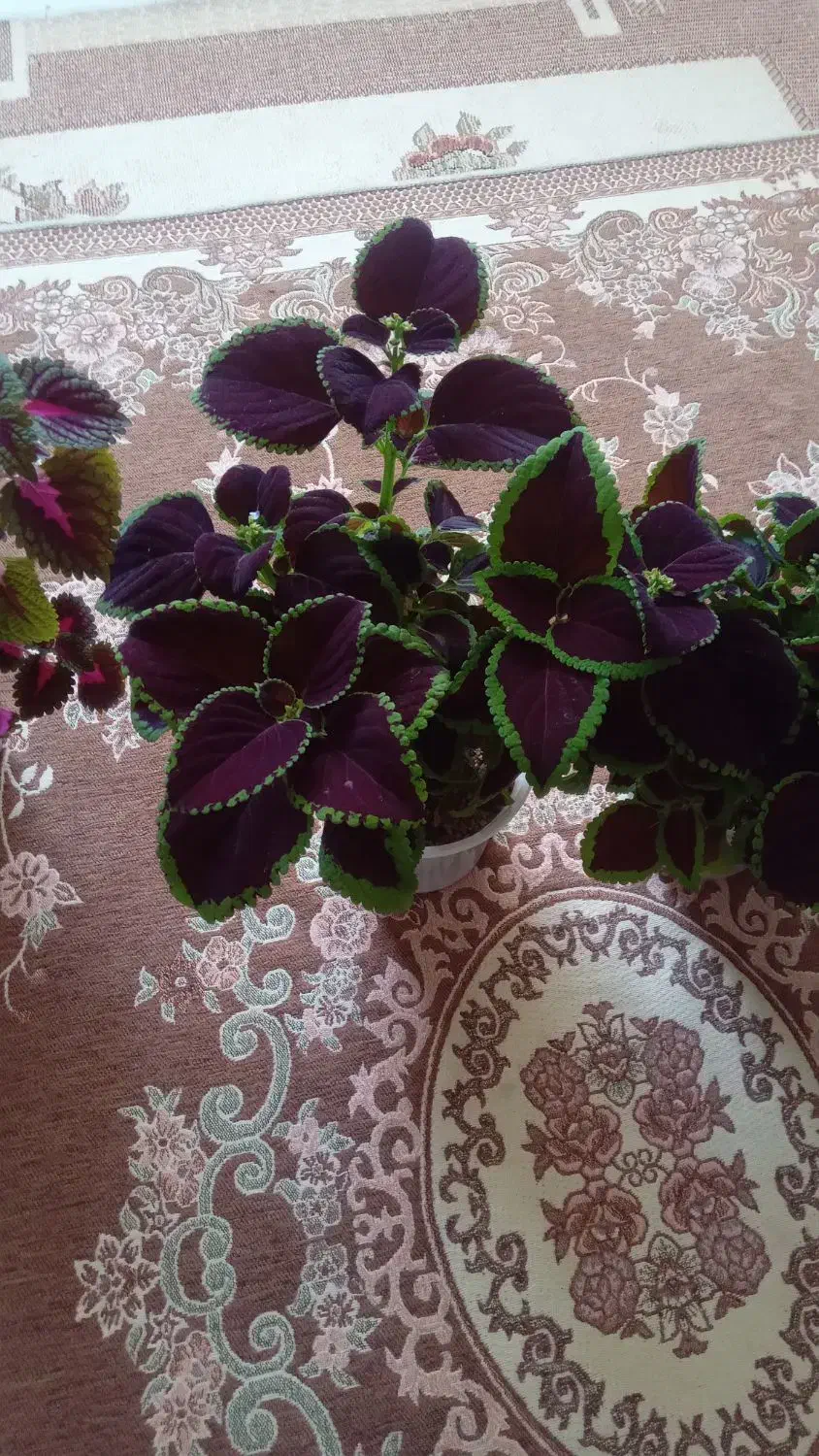 گل زیبا|گل و گیاه طبیعی|بروجرد, |دیوار