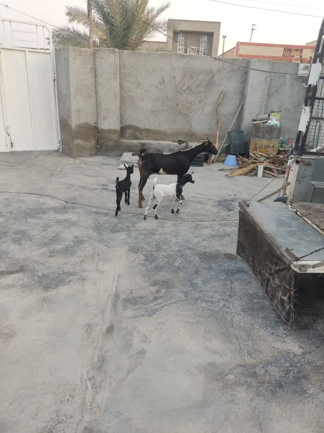 بزه دو قلو جزیزی کهرهاش هردوتاش نر هستش|حیوانات مزرعه|کاکی, |دیوار