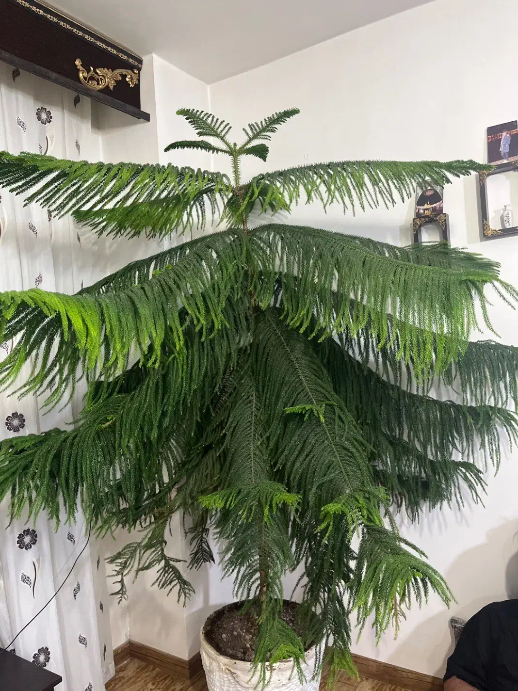 کاج منطبق|گل و گیاه طبیعی|فولادشهر, مسکن مهر فولادشهر|دیوار